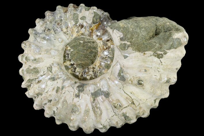 Bumpy Ammonite (Douvilleiceras) Fossil - Madagascar #115622